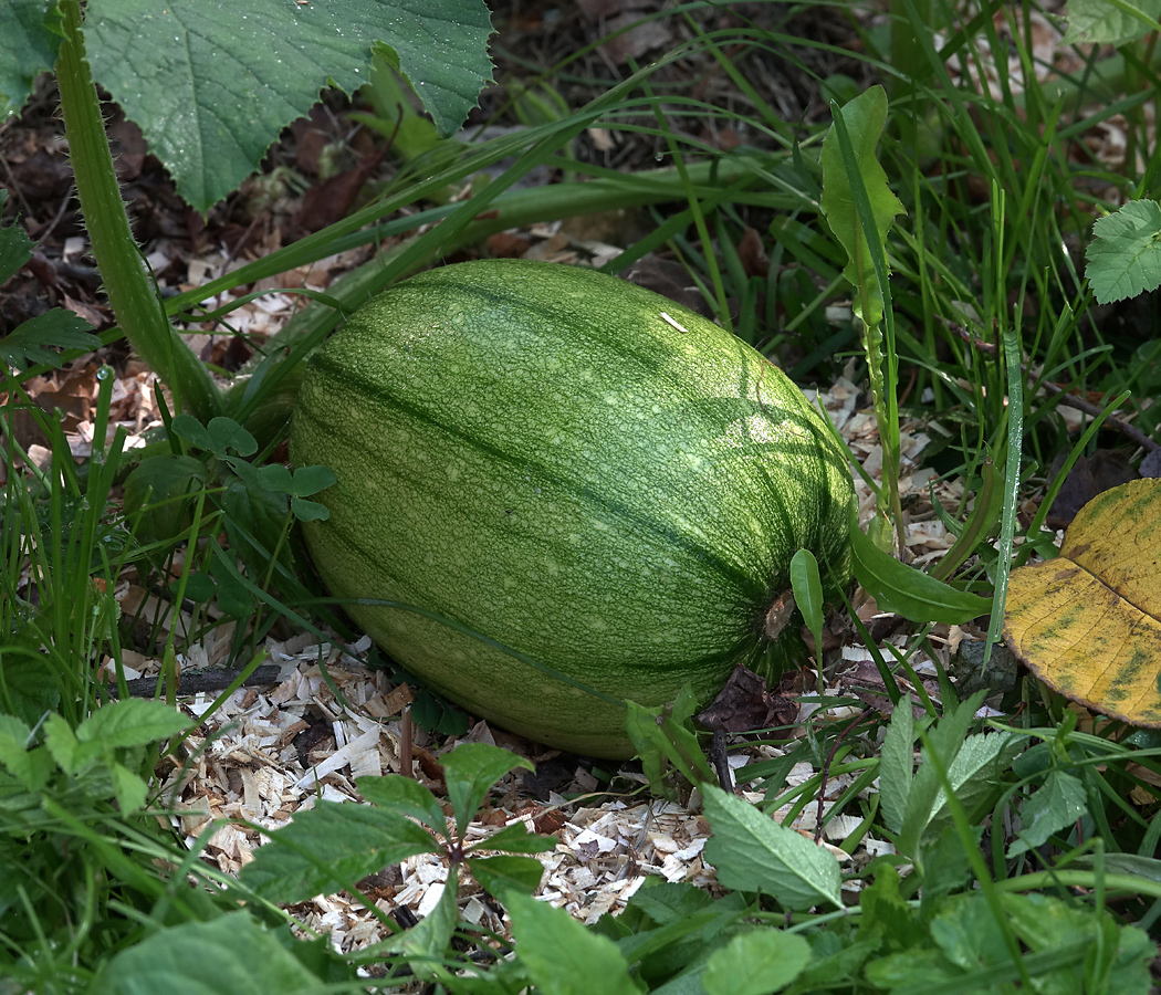 Image of Cucurbita pepo specimen.