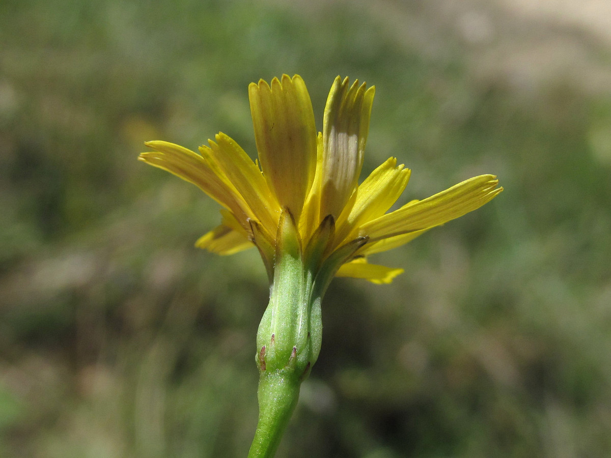 Изображение особи Leontodon saxatilis.