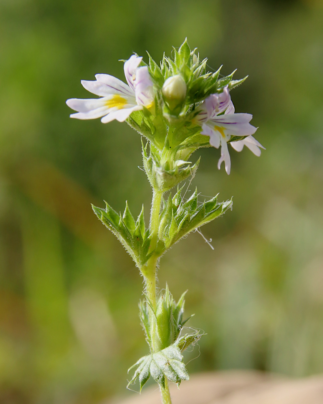 Изображение особи Euphrasia fennica.