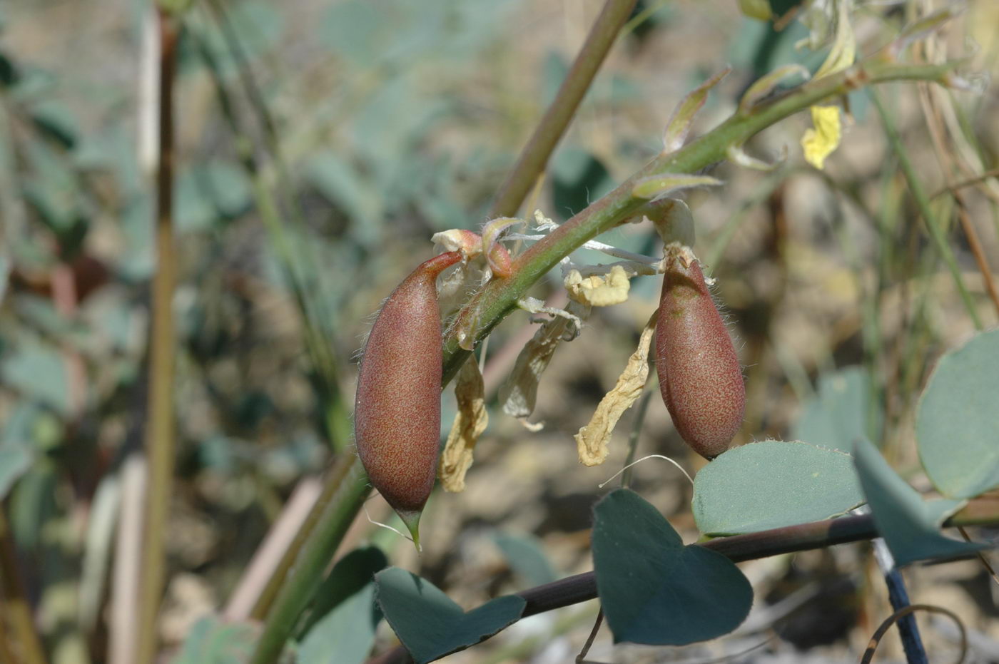 Изображение особи Astragalus flexus.