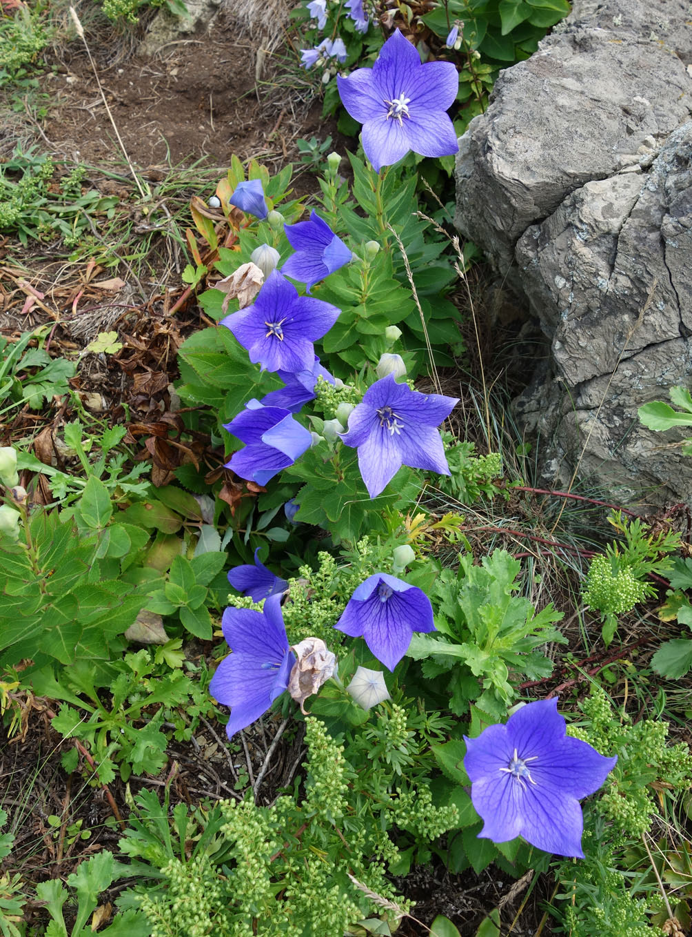 Image of Platycodon grandiflorus specimen.