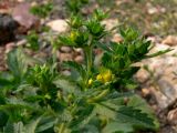 Potentilla norvegica. Верхушка растения с бутонами и отцветающими цветками. Свердловская обл., окр. г. Североуральск, куча щебёнки возле дороги. 29.07.2010.