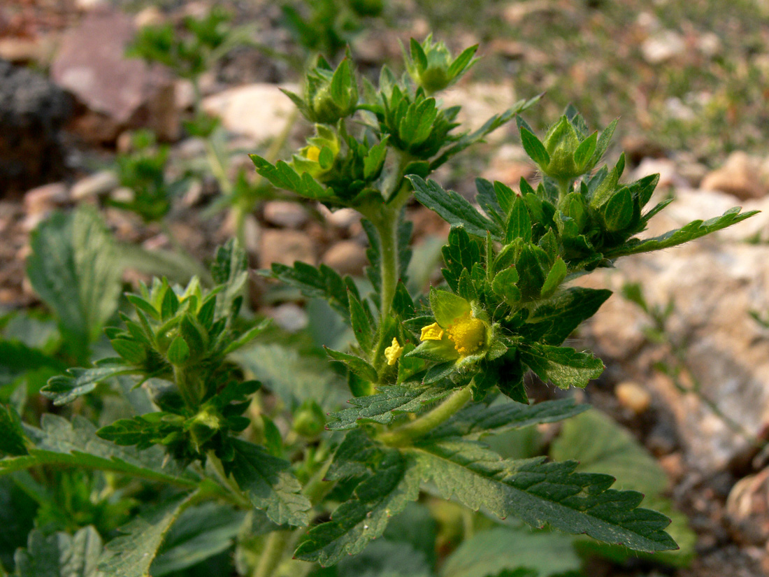 Image of Potentilla norvegica specimen.