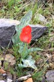Tulipa greigii. Цветущее растение. Казахстан, Туркестанская обл., окр. с. Жабаглы, ≈ 1500 м н.у.м., на каменистом склоне. 14 апреля 2020 г.