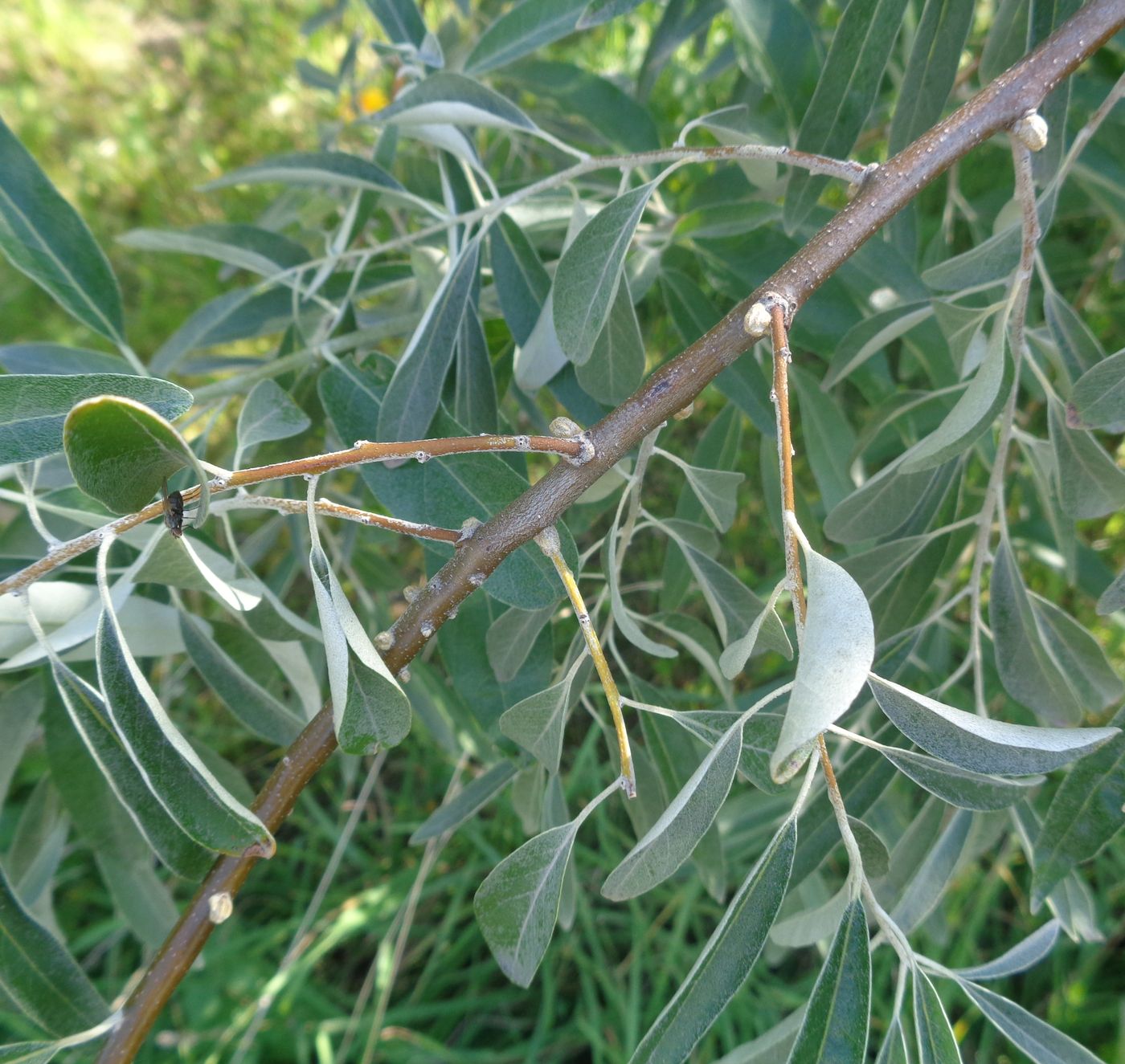 Image of Elaeagnus angustifolia specimen.