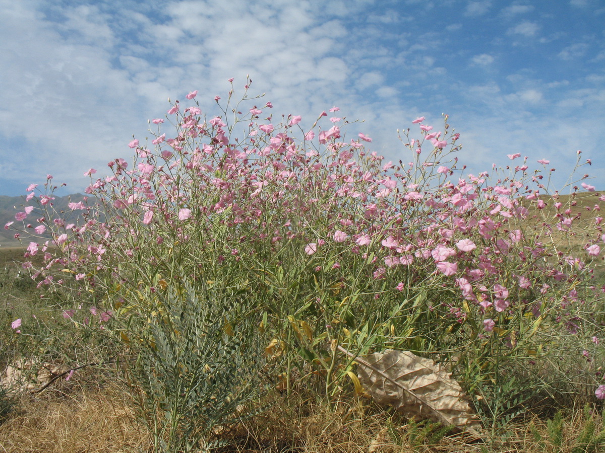 Изображение особи Convolvulus subhirsutus.