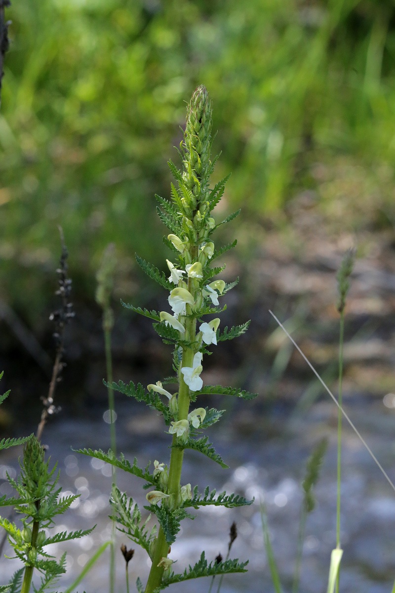 Image of Pedicularis dolichorrhiza specimen.