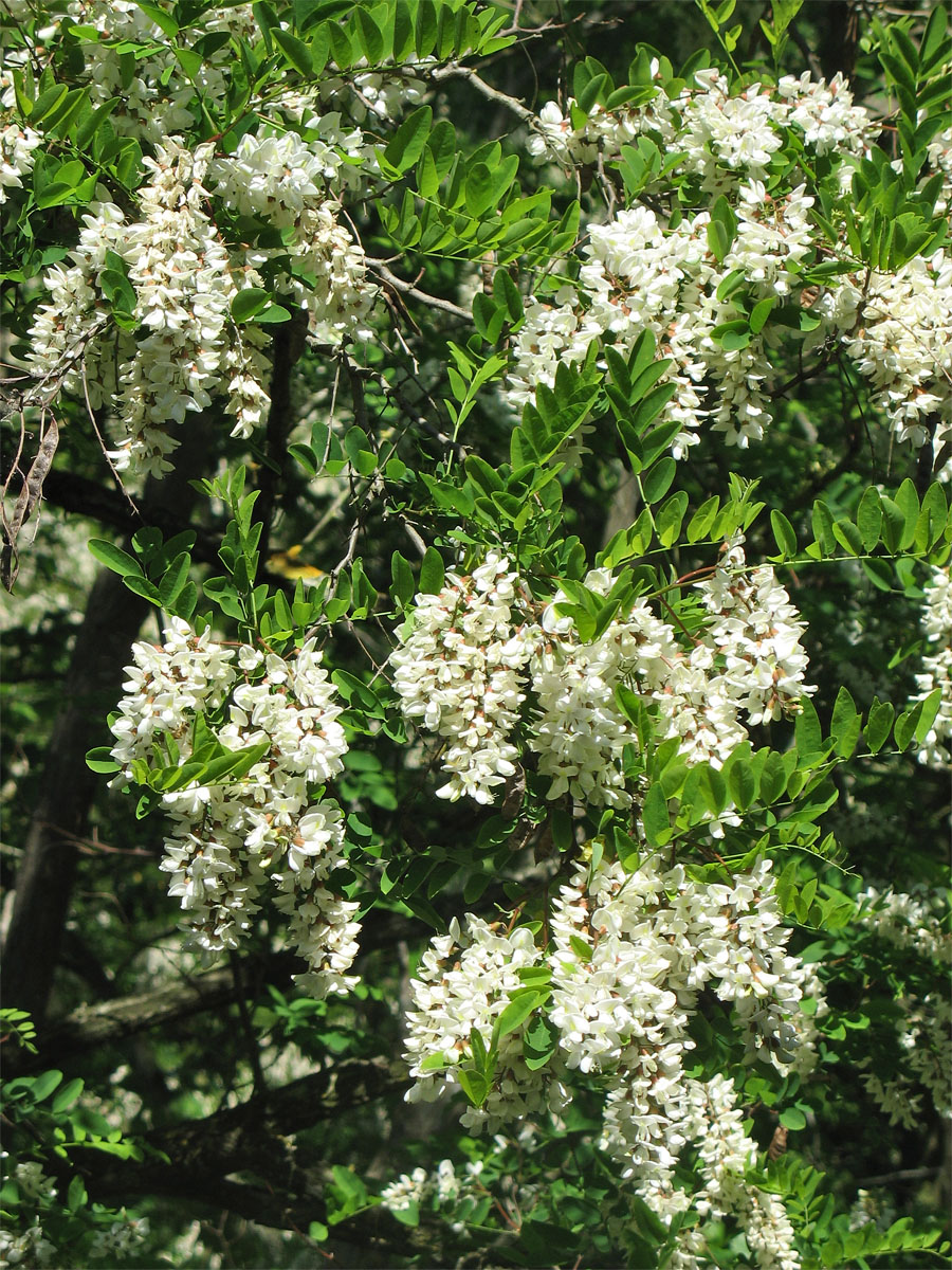 Image of Robinia pseudoacacia specimen.