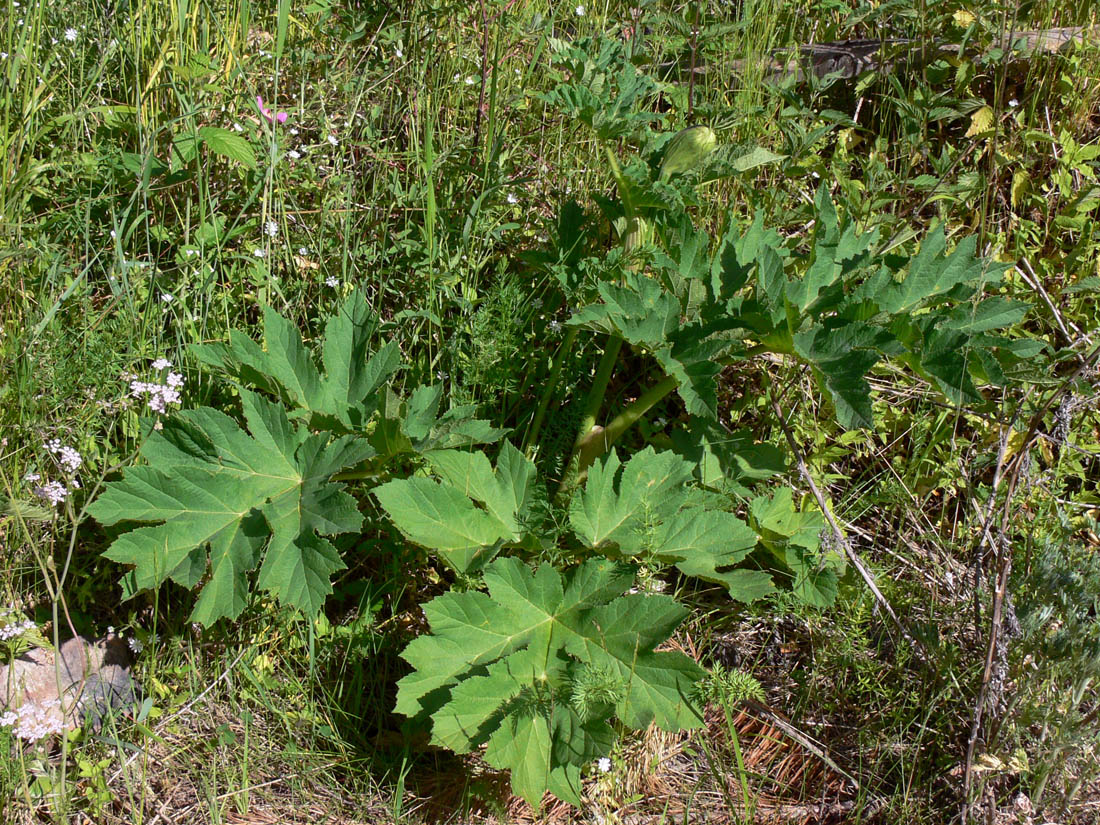 Изображение особи Heracleum sibiricum.