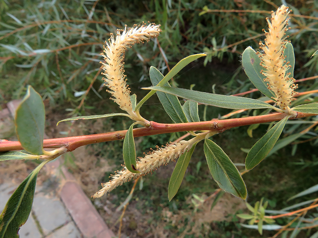 Image of genus Salix specimen.