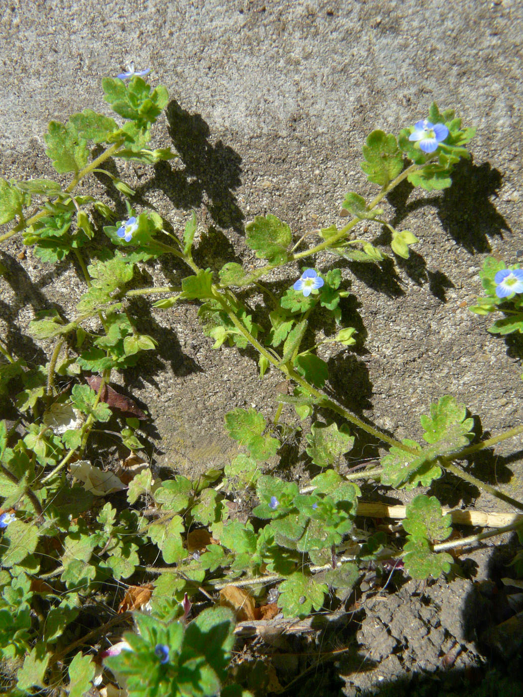 Image of Veronica persica specimen.