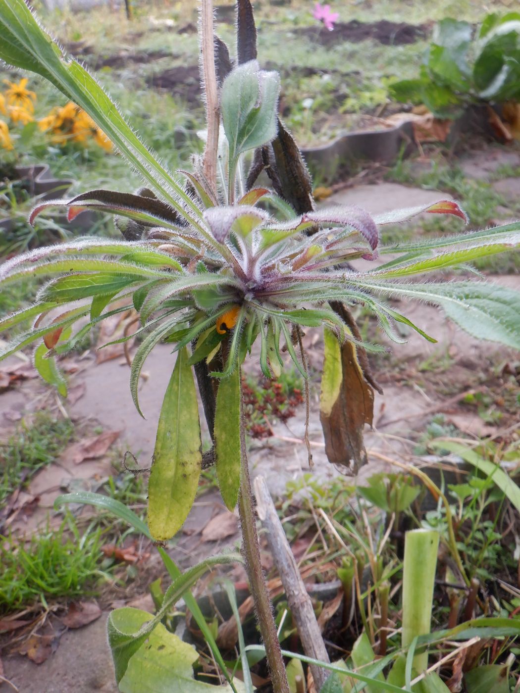 Image of Rudbeckia bicolor specimen.