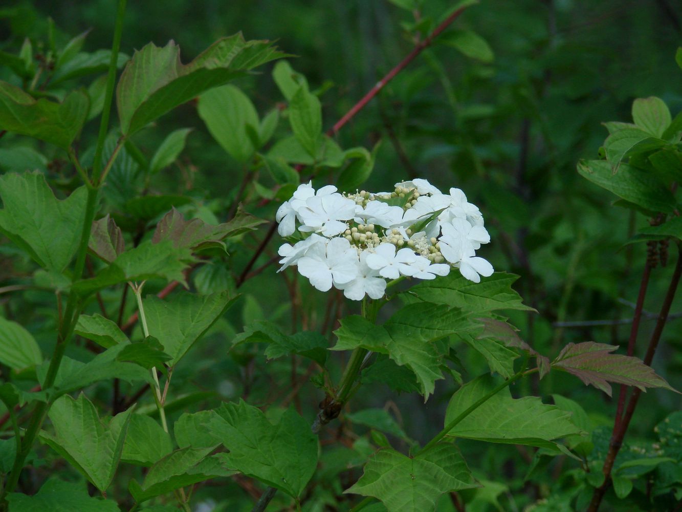 Изображение особи Viburnum opulus.