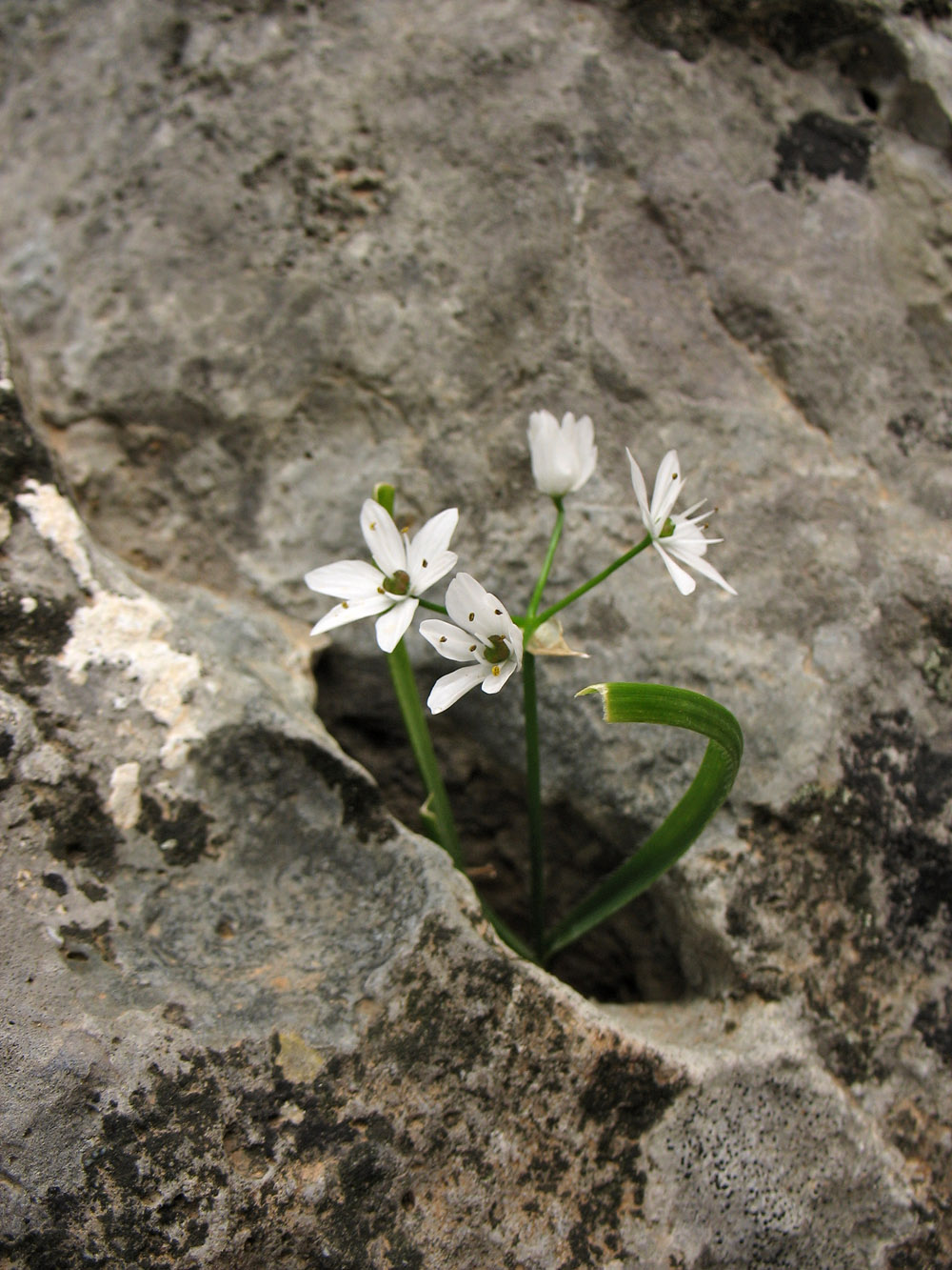 Image of Allium subhirsutum specimen.