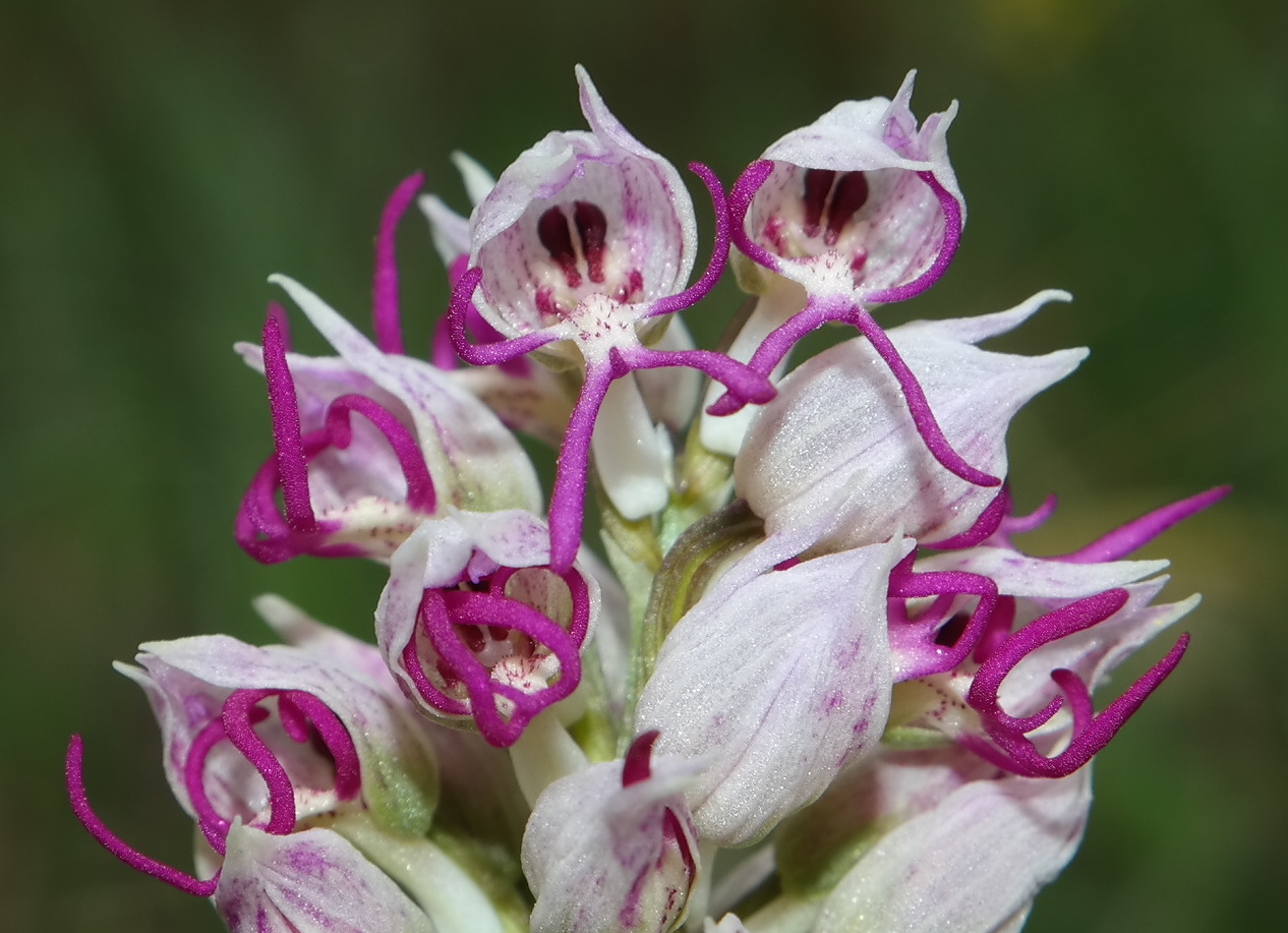 Изображение особи Orchis simia.