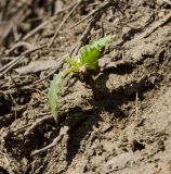 familia Asteraceae. Молодое растение. Челябинская обл., Троицкий р-н, Кособродское сельское поселение, окр. пос. Стрелецк, долина р. Уй, береговой обрыв. 1 мая 2021 г.