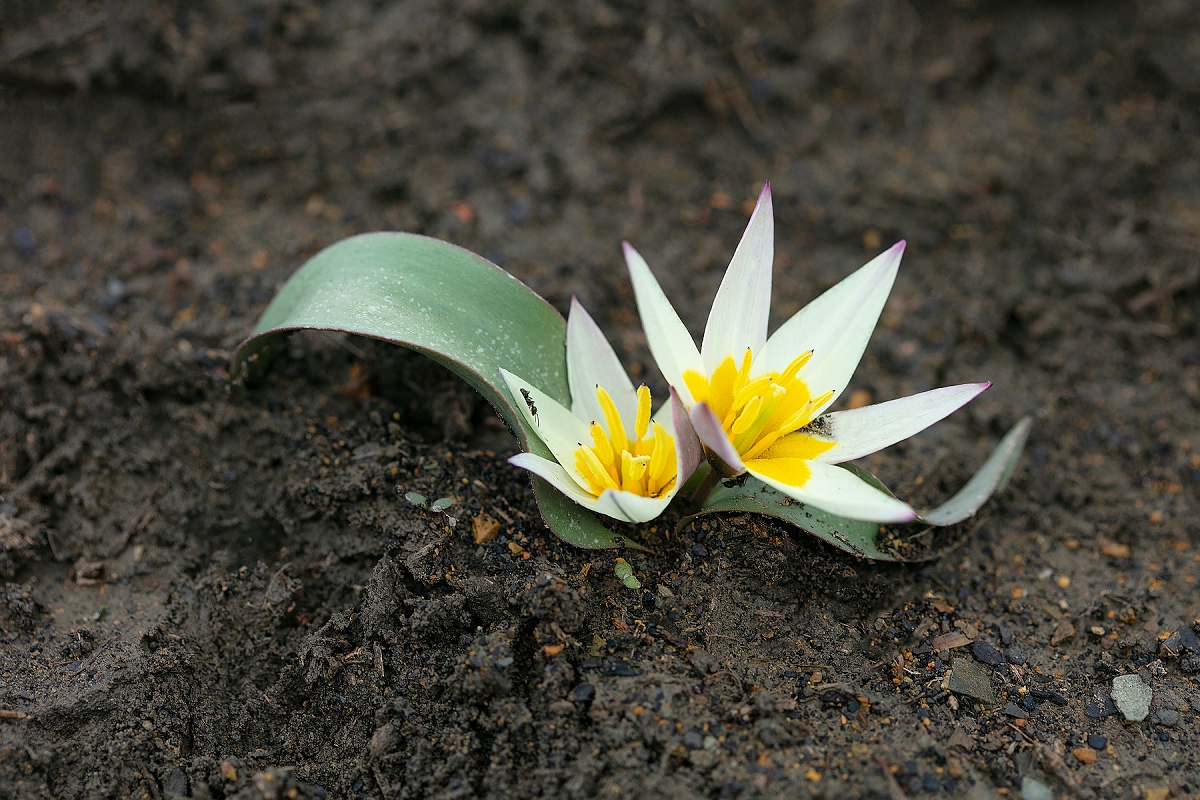 Image of Tulipa jacquesii specimen.