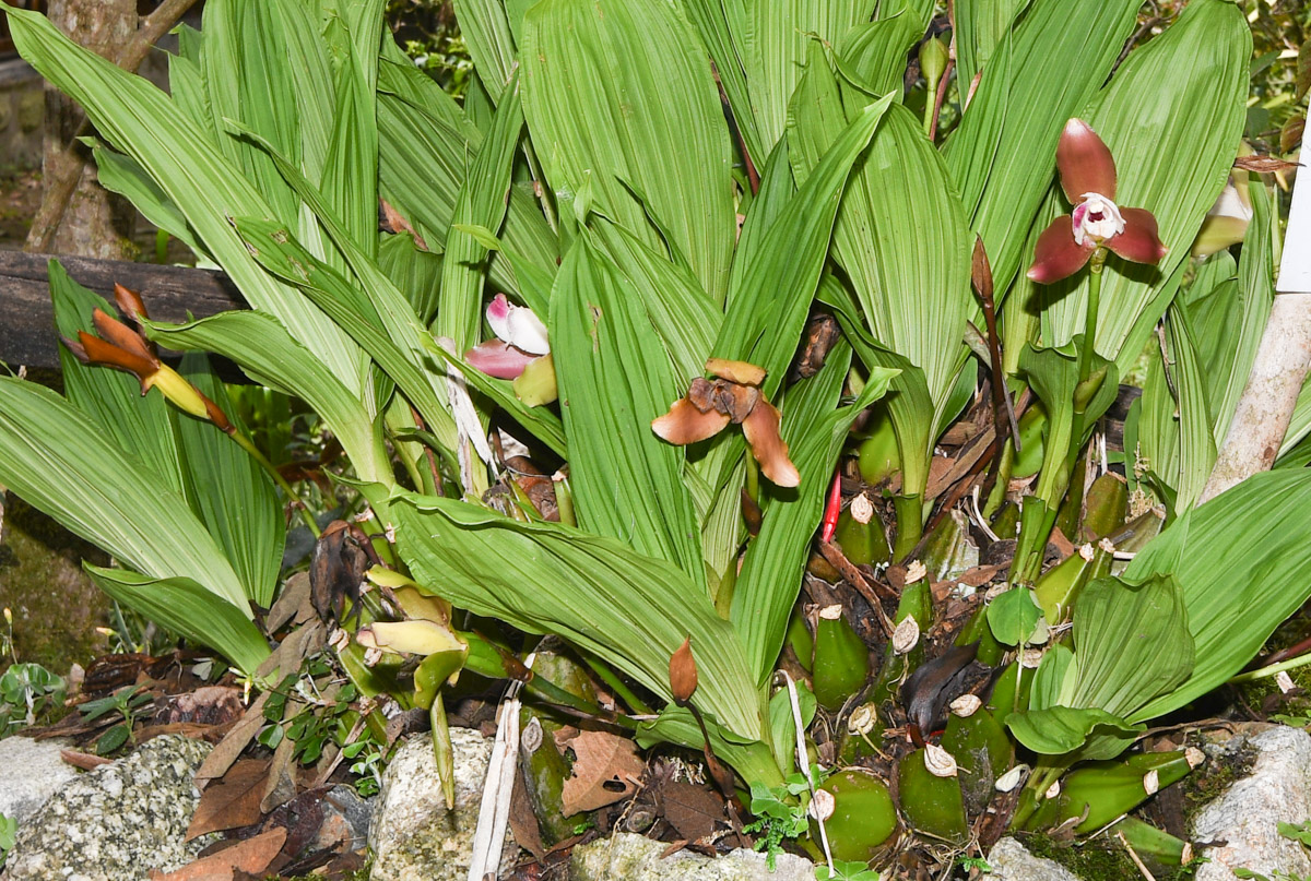 Image of Lycaste macrophylla specimen.