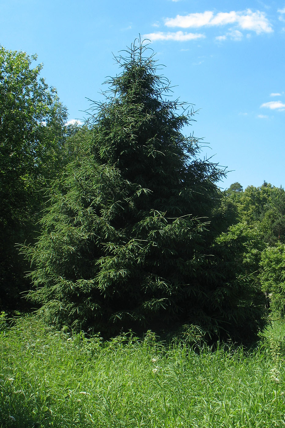 Image of Picea abies specimen.