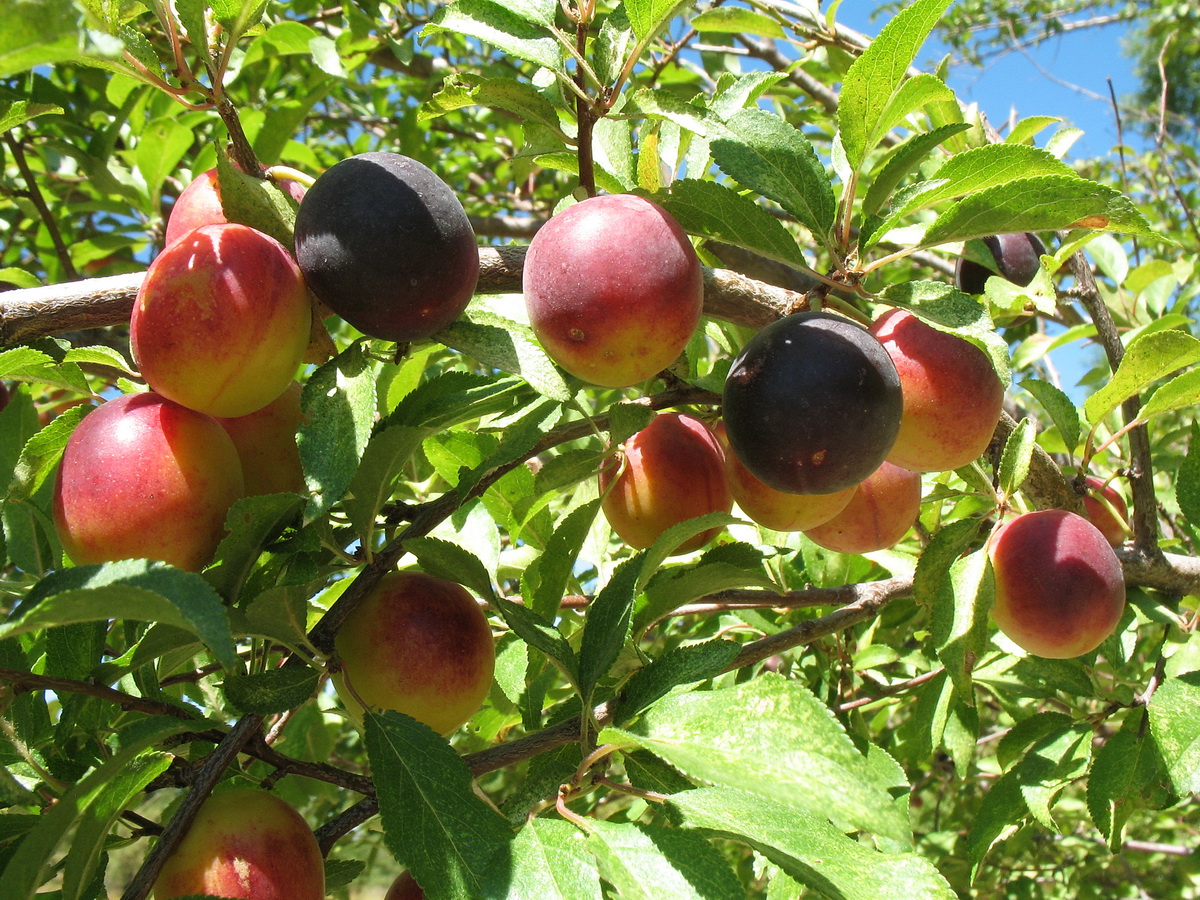 Image of Prunus cerasifera specimen.