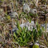 Gastrolychnis uniflora