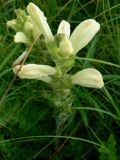 Pedicularis sceptrum-carolinum. Соцветие. Хабаровский край, р-н им. Лазо, Оборская ветка, влажный луг. 15.07.2012.