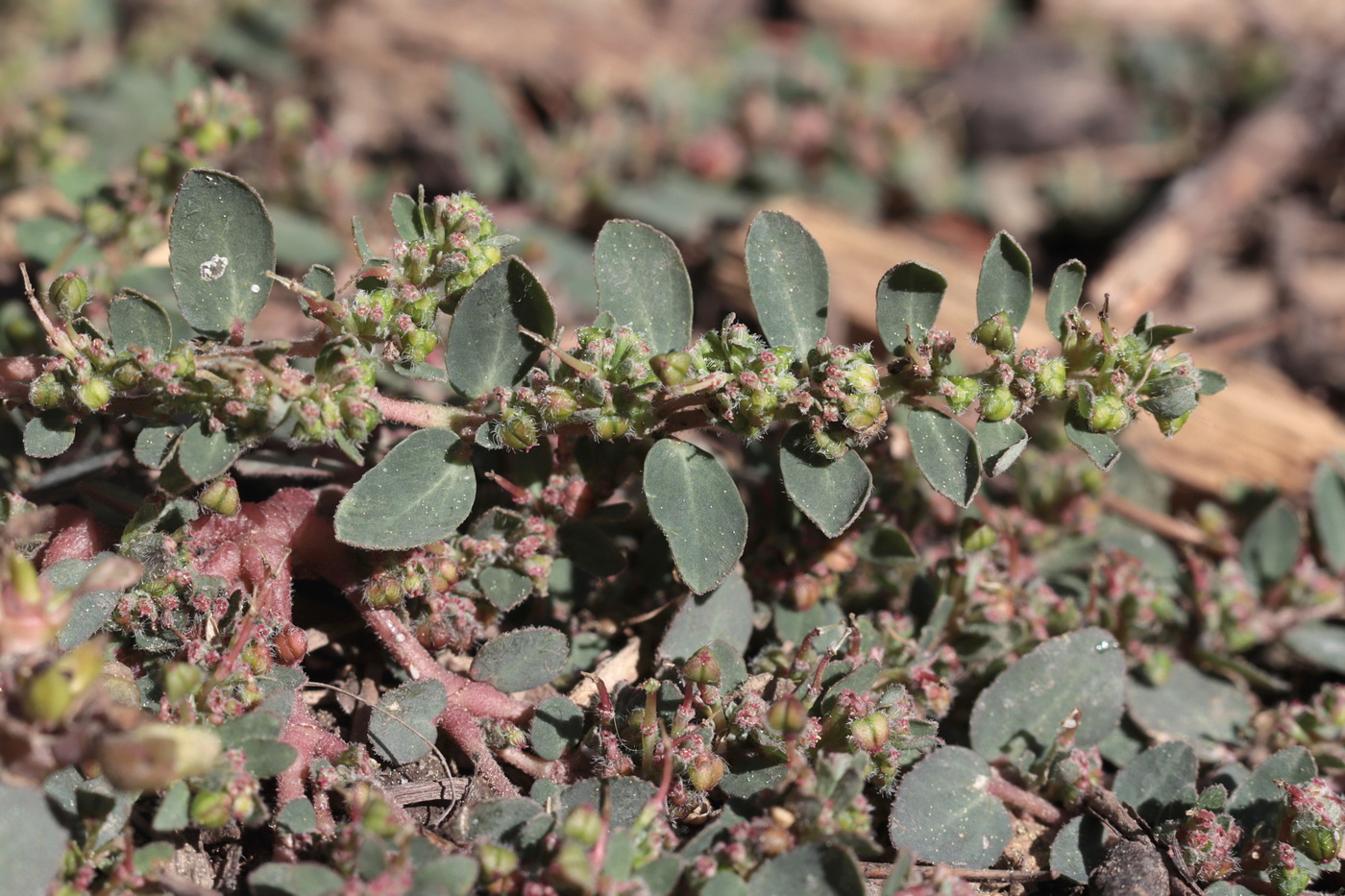 Изображение особи Euphorbia prostrata.