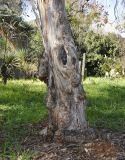 genus Eucalyptus