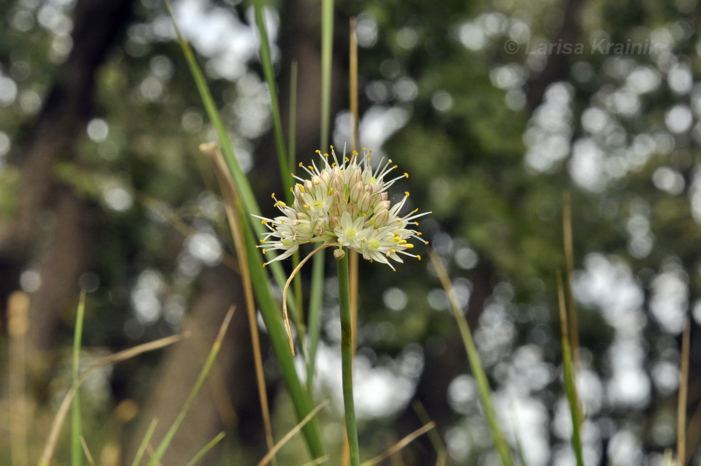 Image of Allium marschallianum specimen.