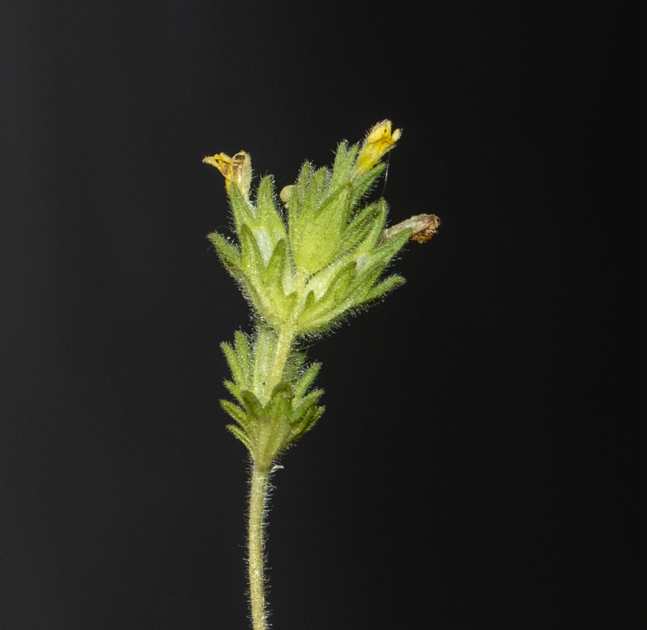 Image of Parentucellia latifolia specimen.