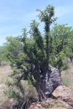 Pachypodium lealii. Вегетирующее растение. Намибия, обл. Кунене, р-н Санитатас, в в 13 км на восток от деревни Anabib. 20.01.2010.