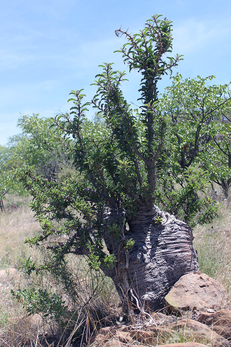 Image of Pachypodium lealii specimen.