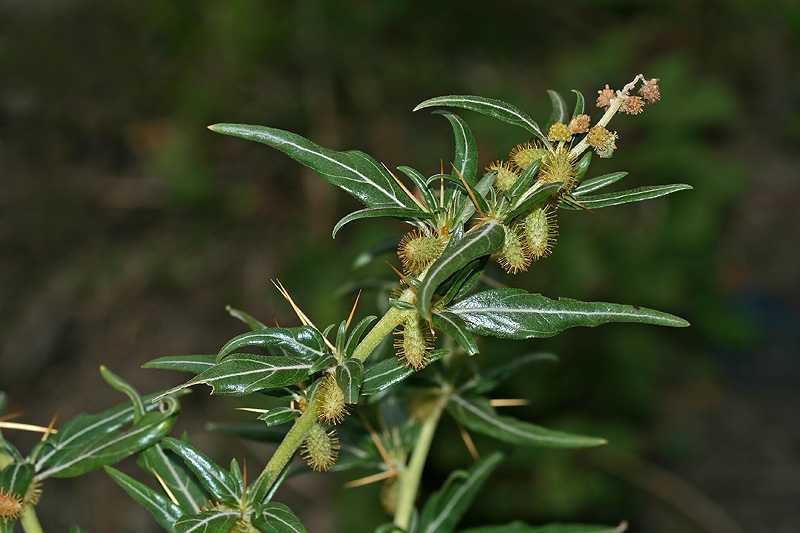 Изображение особи Xanthium spinosum.