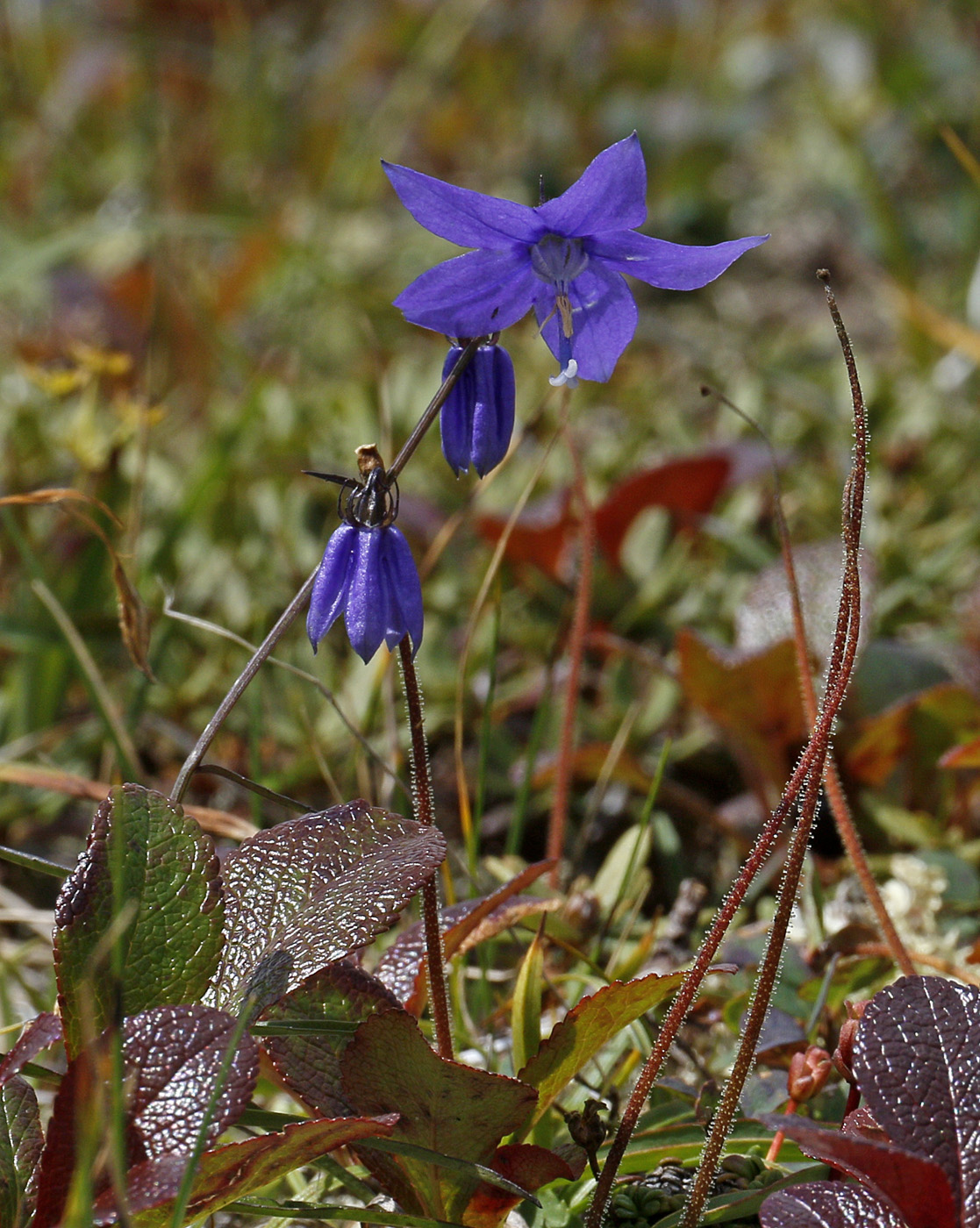 Изображение особи семейство Campanulaceae.