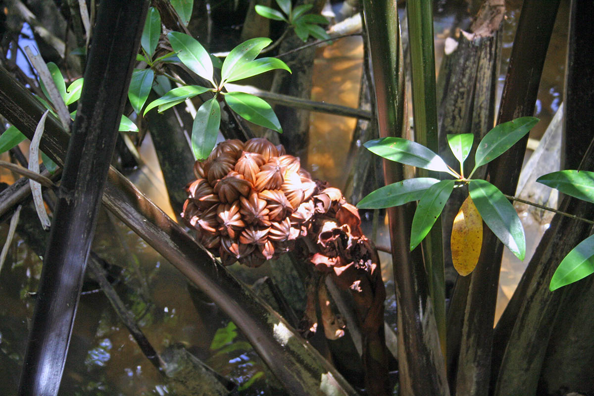 Image of Nypa fruticans specimen.