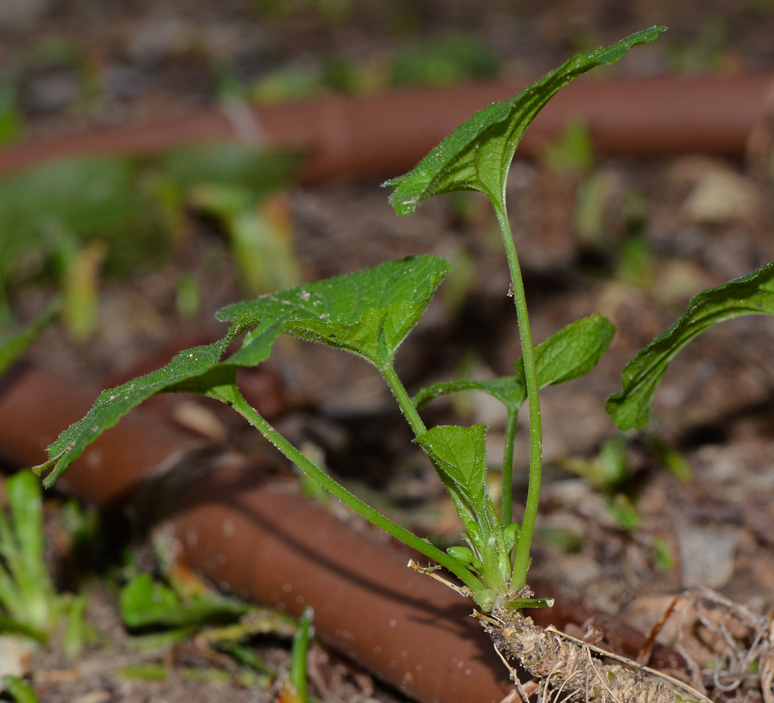 Image of Viola odorata specimen.