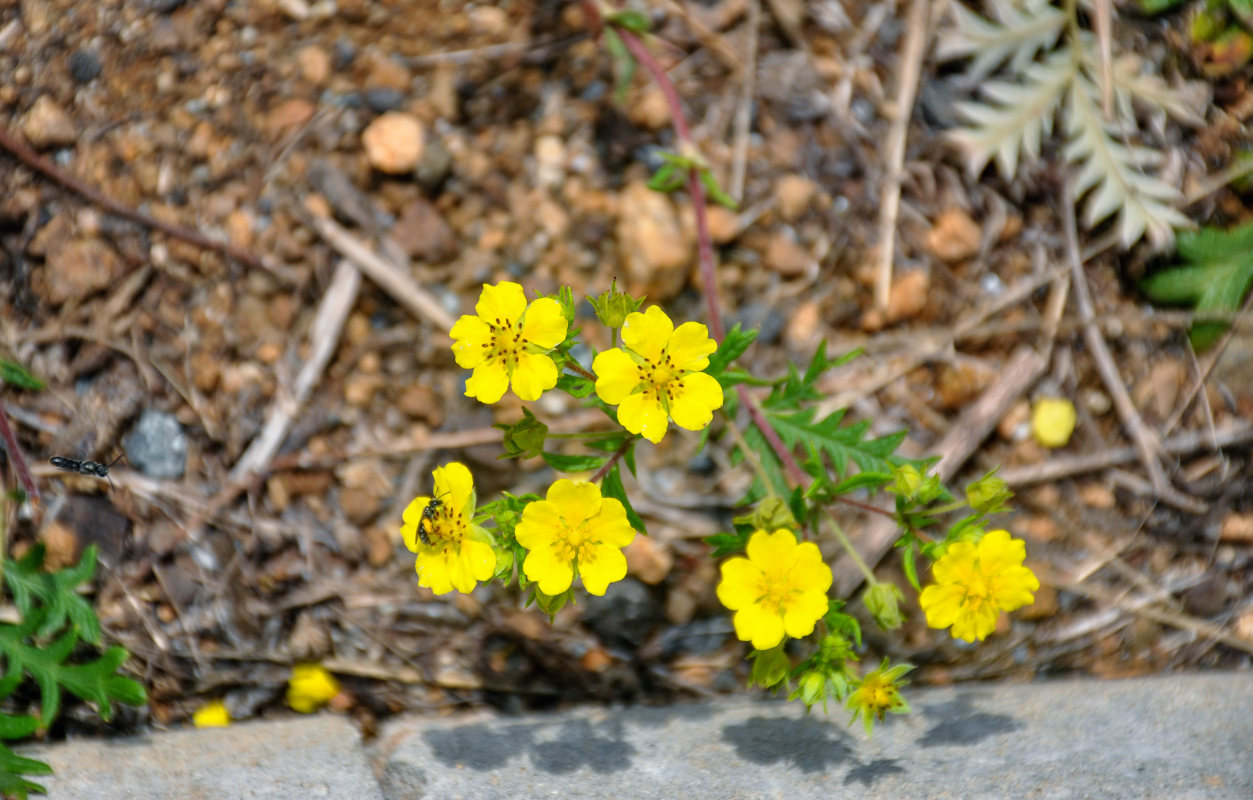 Image of Potentilla chinensis specimen.