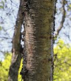 genus Betula. Часть ствола. Ярославская обл., г. Переславль-Залесский, дендрологический парк им. С. Ф. Харитонова, в культуре. 12.06.2022.