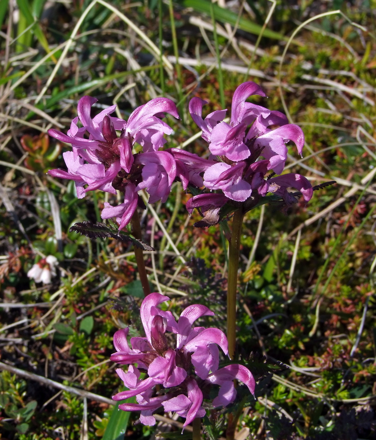 Image of Pedicularis nasuta specimen.