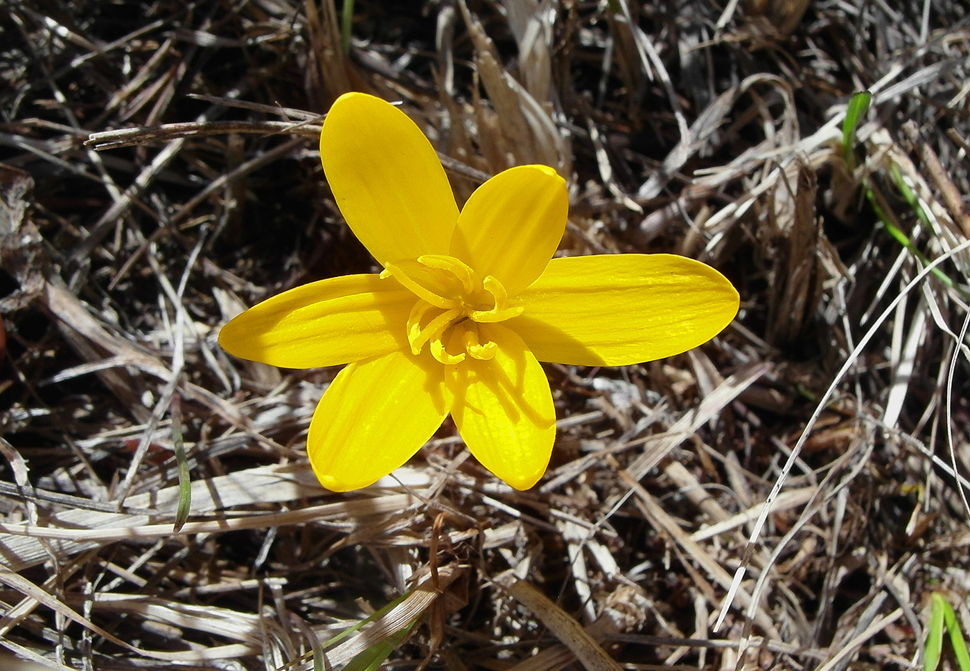 Image of Colchicum luteum specimen.