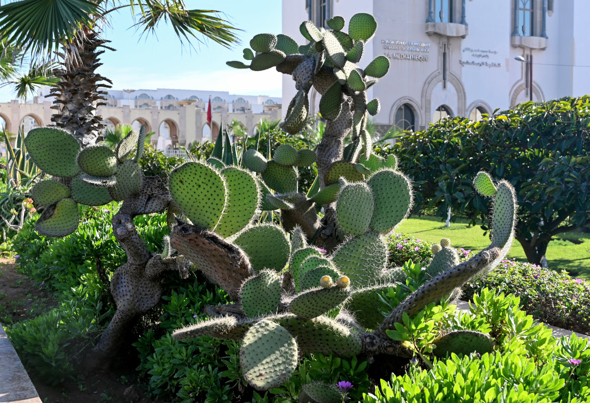 Изображение особи Opuntia leucotricha.