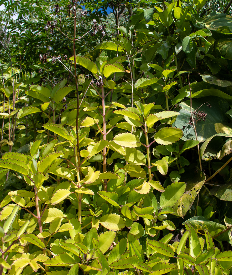 Image of genus Kalanchoe specimen.