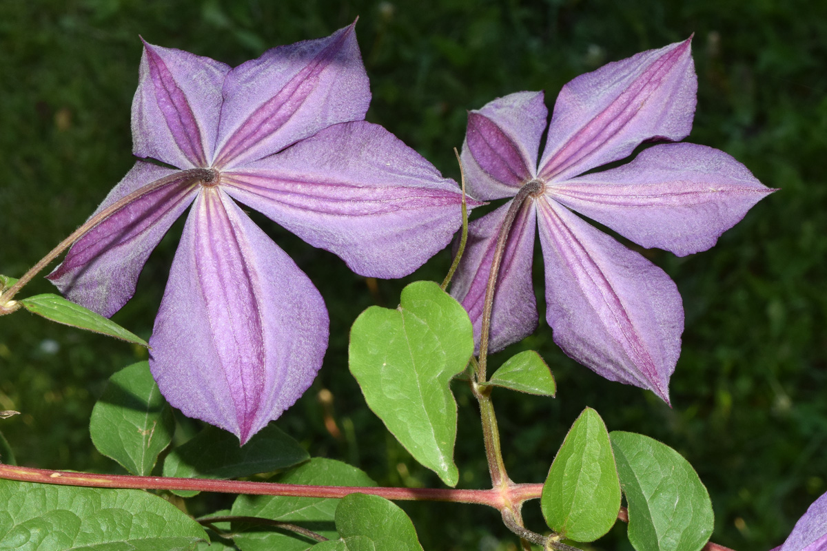 Image of Clematis &times; jackmanii specimen.