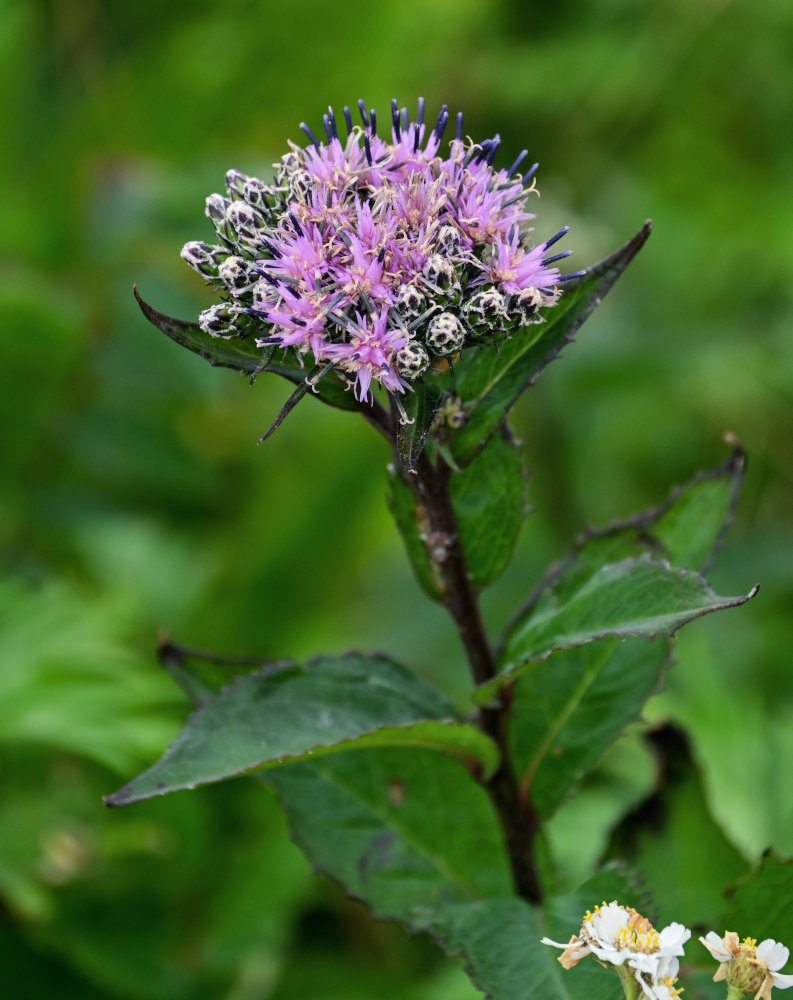 Image of Saussurea riederii specimen.