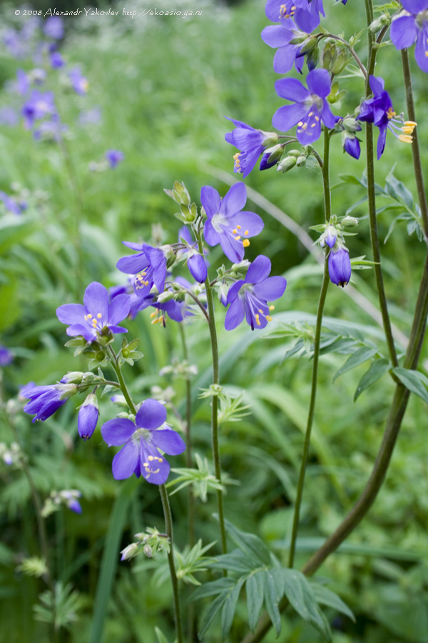 Image of Polemonium caeruleum specimen.