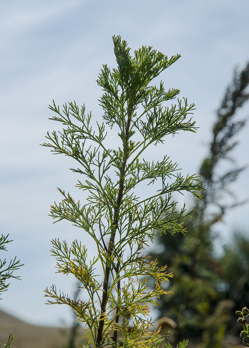 Image of genus Artemisia specimen.