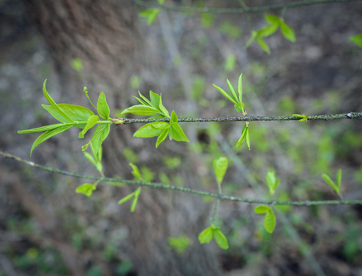 Изображение особи Euonymus verrucosus.