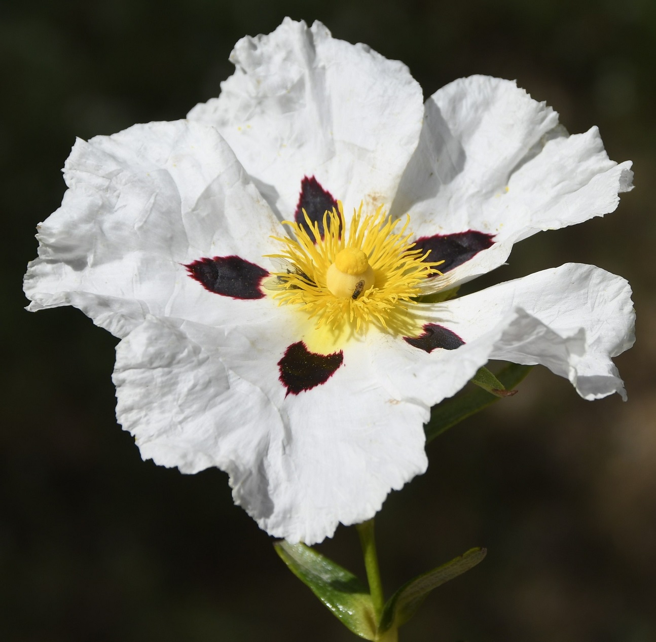 Image of Cistus ladanifer specimen.