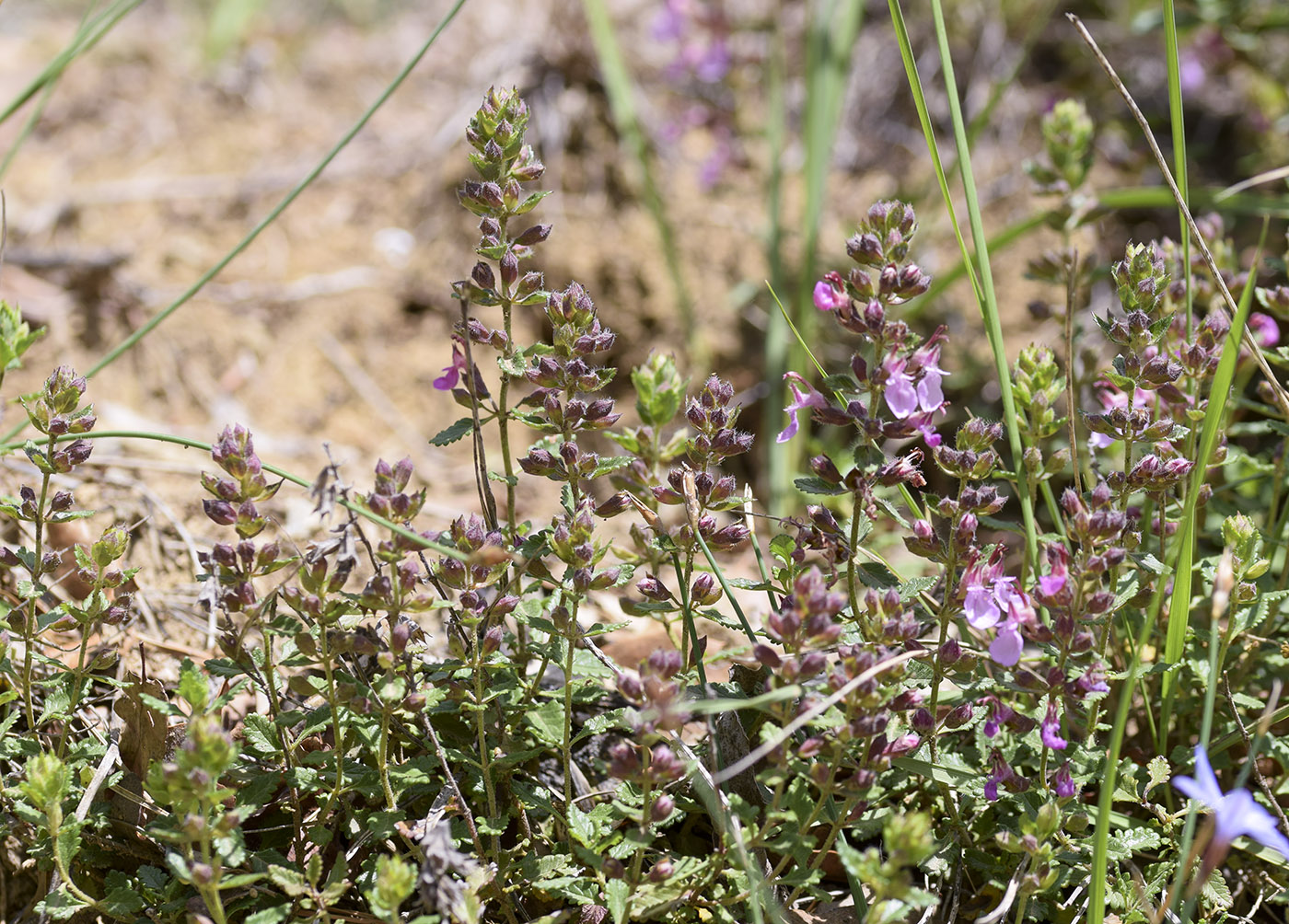 Изображение особи род Teucrium.