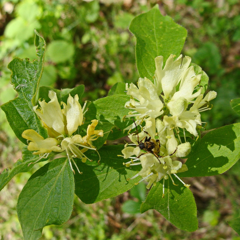 Image of Lonicera chrysantha specimen.